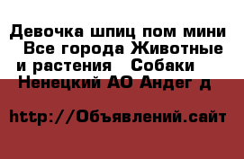 Девочка шпиц пом мини - Все города Животные и растения » Собаки   . Ненецкий АО,Андег д.